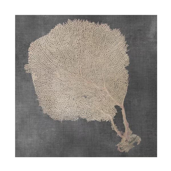 Vision Studio 'Natural Sea Fan II' Canvas Art, 14x14, Trademark Fine Art, Mfr#: WAG17294-C1414GG